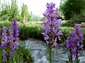 Nuristan Marsh Orchid